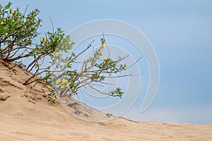 Green bush, yellow flowers in sand, desert macro