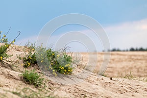 Green bush, yellow flowers in sand, desert macro