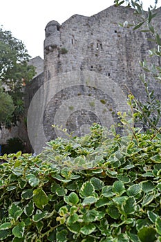 Green bushes on the background of the fortress wall. Old town fortress Budva, architecture of Montenegro.