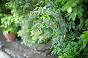 Green bushes background with fresh leaves texture