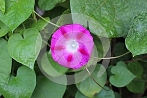 Green bushes of blue ipomoea flower. City Park.