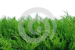 Green bushes isolated on white