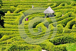 Green bushes labyrinth, hedge maze, Falmouth