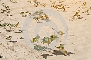 Green bushes with large petals on a sandy deserted land