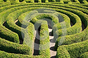 Green bushes maze