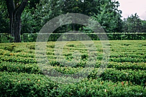 Green bushes maze in summer park.