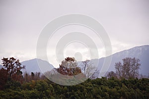 Green bushes and mountains covered with bushes