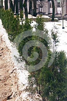 Green bushes in the prark in the snow