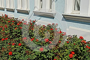 Green bushes with red roses along a blue wall with white windows