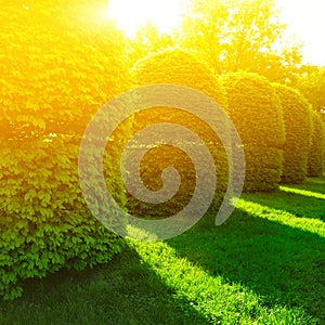 Green bushes in sun light