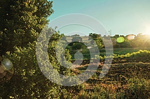 Green bushes and trees at sunset in a farm