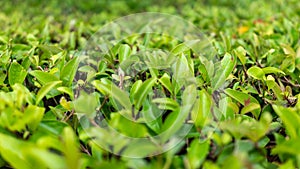 Green bushes with trimmed branches and young leaves