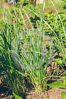 Green bushes of young garlic in garden in spring close-up