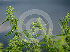 Green bushes of young nettles, close-up. Folk medicine, medicinal useful herbs