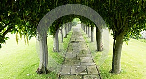 A green bushy tree tunnel in summer with paving slabs