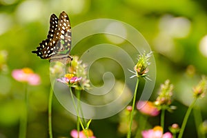 Green buterfly Graphium