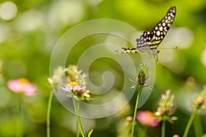 Green buterfly Graphium