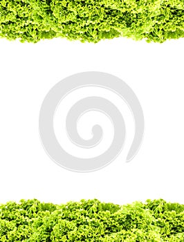 Green butter Lettuce