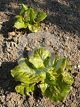Green butter lettuce lactuca sativa young plants growing in vegetable garden
