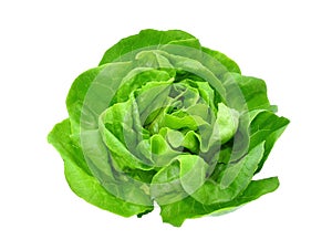 Green butter lettuce vegetable or salad isolated on white