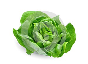 Green butter lettuce vegetable or salad isolated on white
