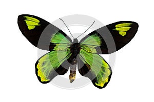 The Green Butterfly