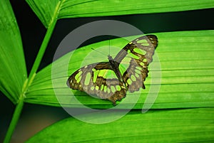 Green Butterfly