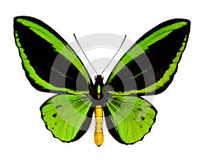 Verde mariposa 