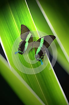 Green butterfly