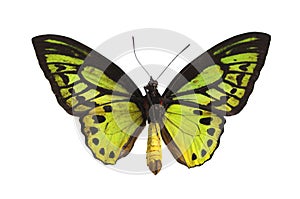 Verde mariposa 3 