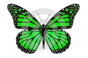 Green Butterfly