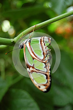 Green butterfly