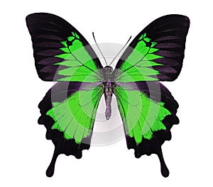 Green Butterfly