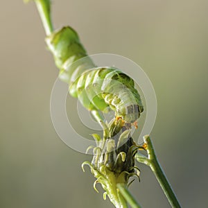 Verde farfalla bruco 