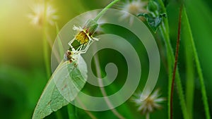 Green butterfly are finding for nectar from flowers with sunset in evening