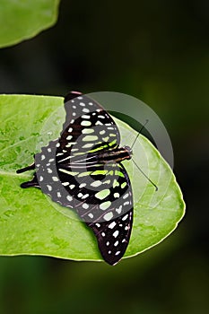 Green butterfly on green leaves. Beautiful butterfly Tailed jay, Graphium agamemnon, sitting on leaves. Insect in the dark tropic