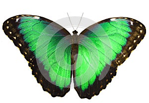 Green butterfly isolated on white background with spread wings photo