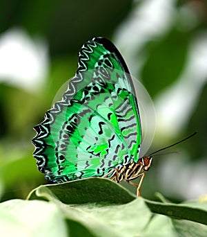 Green butterfly on leaf