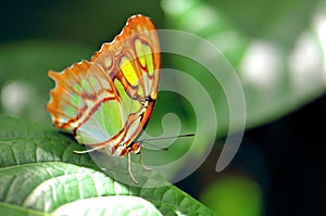 Green butterfly, Malachite (Siproeta stelenes)