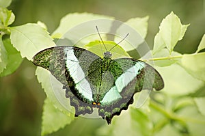 Green butterfly in natural setting