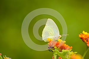 Green butterfly nectaring on lantena flowers