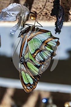 Green butterfly out of its cocoon photo