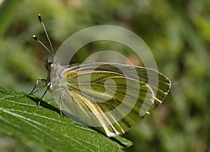 Green butterfly - Pieris brassicae photo