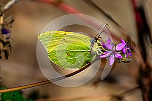 a green butterfly plucks a purple flower