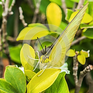 Green butterfly poised on tree.