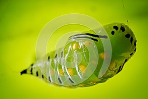 Green Butterfly Pupa