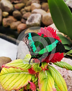 Butterfly in green color on red flower