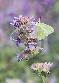 Green butterfly sitting on a violet flower