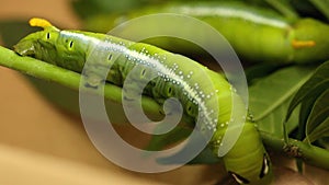 Green butterfly worm