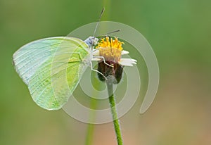 Green Butterfly on yellow flower